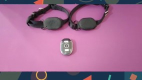 قیمت میکروچیپ زیرپوستی سگ : ۰۹۱۲۰۱۳۲۸۸۳