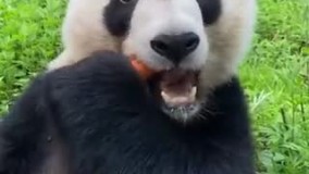 مرفه بی‌ درد را ببینید !