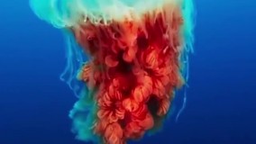 نه مغزی ، نه قلبی و نه غصه‌ای !