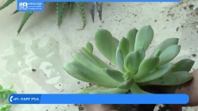 پرورش گل و گیاه - آموزش قلمه زدن کاکتوس