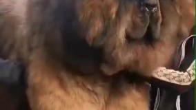 اینم ويدئويی از پشمالوترين سگ دنيا