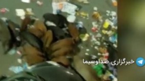 قابی غم‌ انگیز از گراز‌های گرسنه در ایتالیا