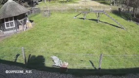 همکاری جالب یک بز و خروس برای نجات یک مرغ !