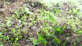 چادر مسافرتی عصایی ارزان