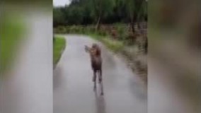 عجیب‌ ترین قاب حیات‌ وحش را ببینید !