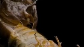 پوست انداختن به وقت بلوغ