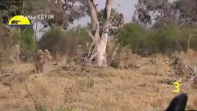 عملیات نجات حیرت‌ انگیز یک آهو از چنگال پلنگ