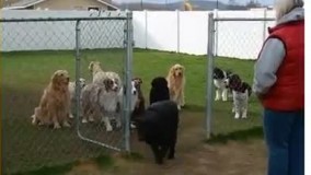 ویدئویی جالب از صدا زدن سگ ها