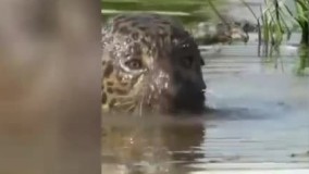 تاکتیک حیرت‌ انگیز یک پلنگ برای شکار یک تمساح