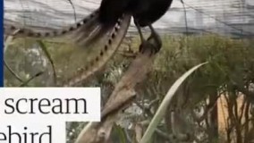 تقلید صدای نوزاد توسط پرنده‌ی بومی استرالیا