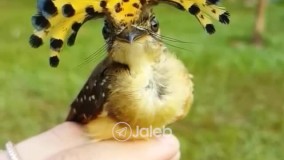 تصاویر دیدنی از پرنده‌ای با تاج سلطنتی