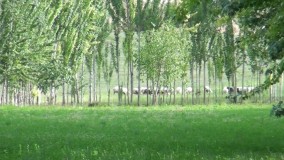 شهرزیبای فارسان