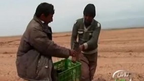 آموزش اصولی کاشت پسته