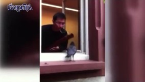 هم‌ نوازی جالب و بامزه کلاغ با یک موزیسین