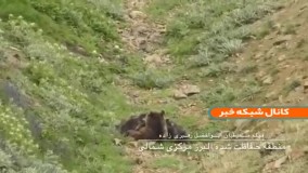 تصاویر دیدنی از خرس مادر و ۳ توله‌اش در مازندران
