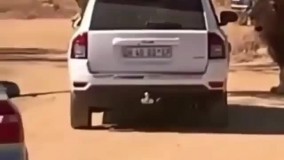 سلطان جنگل در میان گردشگران