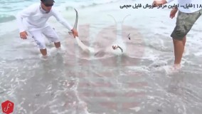 اصول اولیه ماهیگیری - ماهیگیری جالب (صید کوسه)