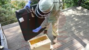 آموزش زنبورداری رایگان- زنبورداری صنعتی