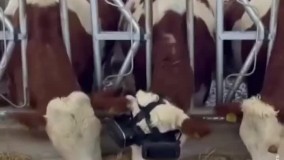 شیردهی بیشتر گوسفندان با عینک سه بعدی !