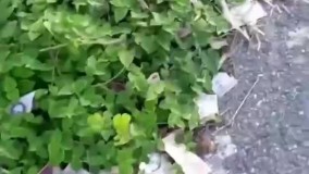 تورم ونزوئلا