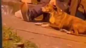 جشن تولد بی‌ریای یک بی‌خانمان با دو سگ وفادار