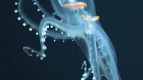 کشف اختاپوس شیشه‌ای و زیبا در اقیانوس آرام