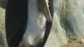 وضعیت اسف بار باغ پرندگان مشهد