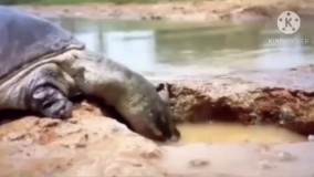 تکنیک حیرت‌انگیز لاکپشت برای نجات ماهی