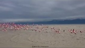 تصاویری از پرواز شاعرانه فلامینگو‌ها در میانکاله