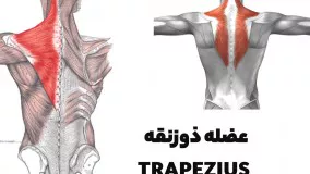 عضلات کول رو حسابی تقویت کن ...! تبدیل عضلات کول به قله های کوه