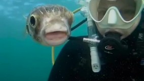 عکس سلفی با خطرناک‌ ترین ماهی‌ جهان !