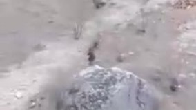 انقراض گونه های نادر جانوری در ایران حق ماست !