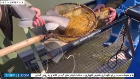 استخراج خاویار از شکم