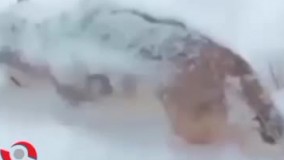 یخ بستن روباه بر اثر شدت سرما در منطقه جانوره مریوان