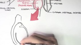 پیش از ازدواج - -آشنایی با دستگاه تولید مثل مرد