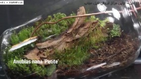 ساخت تراریوم - مراحل کاشت تراریوم -تراریوم-( گیاهان آکواریومی)