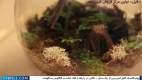 ساخت تراریوم - مراحل کاشت تراریوم -تراریوم-( لایه های خاک تراریوم )