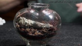 ساخت تراریوم - مراحل کاشت تراریوم -تراریوم-( تراریوم برای خانه آپارتمانی)