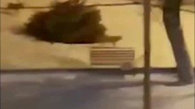 ویدئویی از جولان گرگ‌ها در وسط شهر