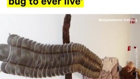 فسیل شگفت‌ انگیز بزرگترین حشره جهان کشف شد