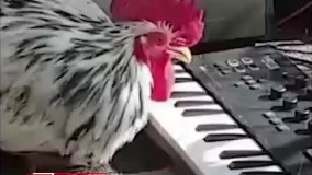 این خروس پر سفید ، پیانو می‌نوازد !