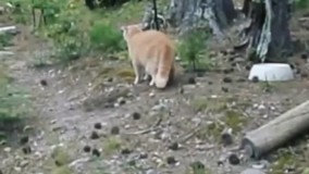 حمله عجیب گربه خانگی به خرس وحشی ؛ خرس فرار کرد