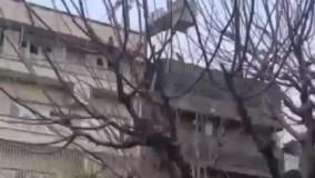 موش‌ های فاضلاب تهران بالای درخت !