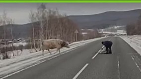 زایمان یک گاو وسط جاده در روسیه