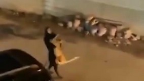 بغل کردن شیر وحشت آفرین توسط یک دختر در کویت