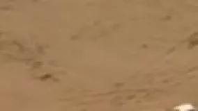 کویرنوردی با پیکان؛ چه سلطانی!