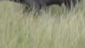 وقتی سلطان جنگل در مقابل بوفالو کم می آورد