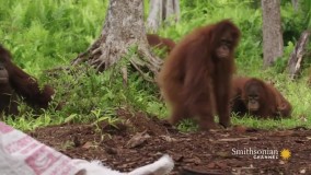 واکنش بامزه میمون‌ها در مواجه با مار پلاستیکی