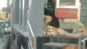 تجمع عجیب سگ‌ها جلوی بانک ملی در تهران !