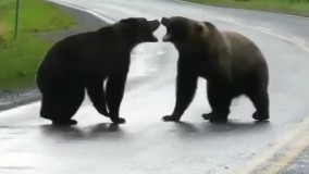 حیات وحش : نبرد دیدنی دو خرس گریزلی